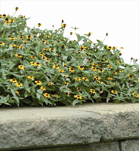 Photo de variété de fleurs à utiliser comme: Plante à massif/ plante de bordure Zinnia maritima Solcito Yellow