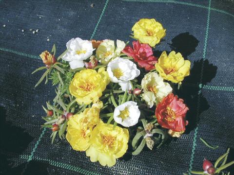 Photo de variété de fleurs à utiliser comme: Pot et Plante à massif Portulaca Margherita Mix