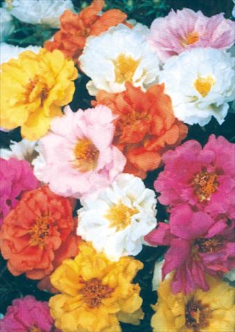 Photo de variété de fleurs à utiliser comme: Pot et Plante à massif Portulaca Sundial Mix