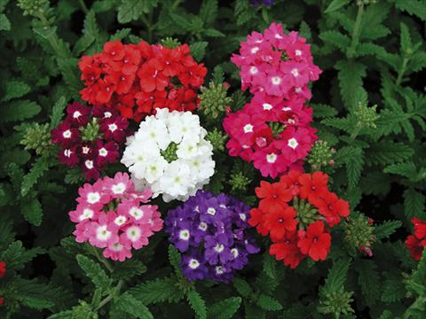 Photo de variété de fleurs à utiliser comme: Plante à massif, pot ou Suspension Verbena Tuscany mix