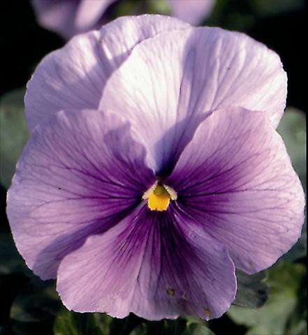 Photo de variété de fleurs à utiliser comme: Plante à massif/ plante de bordure Viola wittrockiana Super Florian