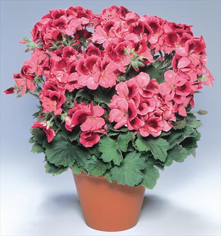 Photo de variété de fleurs à utiliser comme: Pot Pelargonium grandiflorum pac® Aristo® Apricot