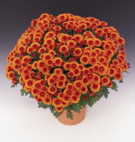 Photo de variété de fleurs à utiliser comme: Pot et Plante à massif Chrysanthemum Arfeu