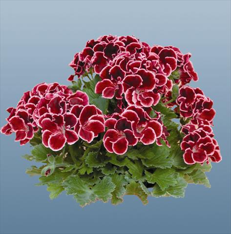 Photo de variété de fleurs à utiliser comme: Pot Pelargonium grandiflorum pac® Aristo® Beauty