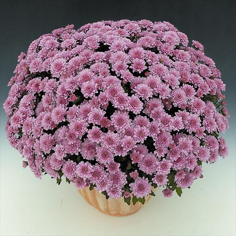 Photo de variété de fleurs à utiliser comme: Pot et Plante à massif Chrysanthemum BonBon Rosé