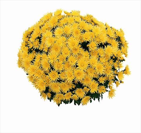 Photo de variété de fleurs à utiliser comme: Pot Chrysanthemum Cine