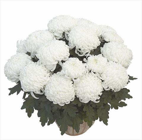 Photo de variété de fleurs à utiliser comme: Pot Chrysanthemum Clapoti Blanc