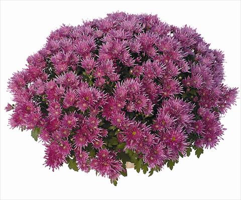 Photo de variété de fleurs à utiliser comme: Pot Chrysanthemum Corto