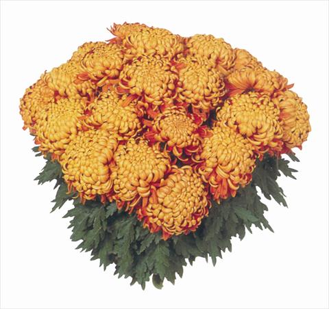 Photo de variété de fleurs à utiliser comme: Pot Chrysanthemum India