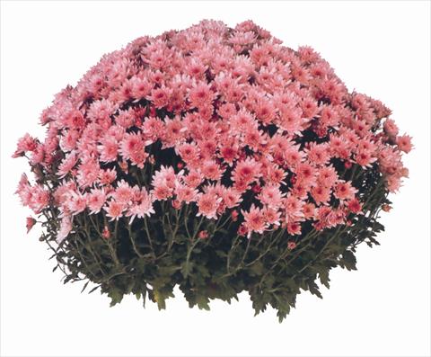 Photo de variété de fleurs à utiliser comme: Pot et Plante à massif Chrysanthemum Yahou