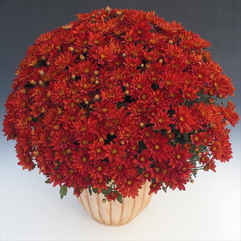 Photo de variété de fleurs à utiliser comme: Pot et Plante à massif Chrysanthemum Fada Rouge