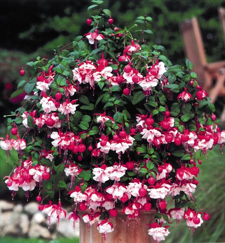 Photo de variété de fleurs à utiliser comme: Suspension / pot Fuchsia Swingtime