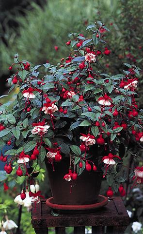 Photo de variété de fleurs à utiliser comme: Suspension / pot Fuchsia General Monk Red White