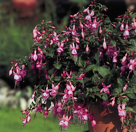 Photo de variété de fleurs à utiliser comme: Suspension / pot Fuchsia Pink Beacon