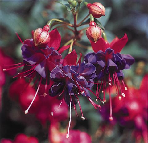 Photo de variété de fleurs à utiliser comme: Suspension / pot Fuchsia Winston Churchill