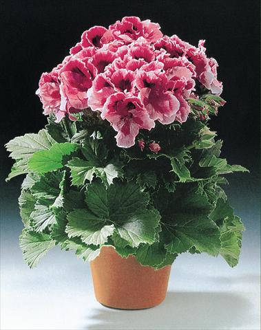 Photo de variété de fleurs à utiliser comme: Pot et Plante à massif Pelargonium grandiflorum Fabiola