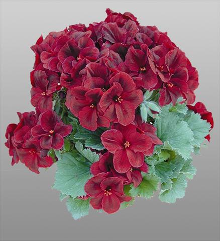 Photo de variété de fleurs à utiliser comme: Pot et Plante à massif Pelargonium grandiflorum pac® Aristo® Shocko