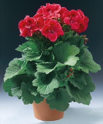 Photo de variété de fleurs à utiliser comme: Pot et Plante à massif Pelargonium grandiflorum Wien