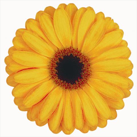 Photo de variété de fleurs à utiliser comme: Fleur coupée Gerbera jamesonii Spike