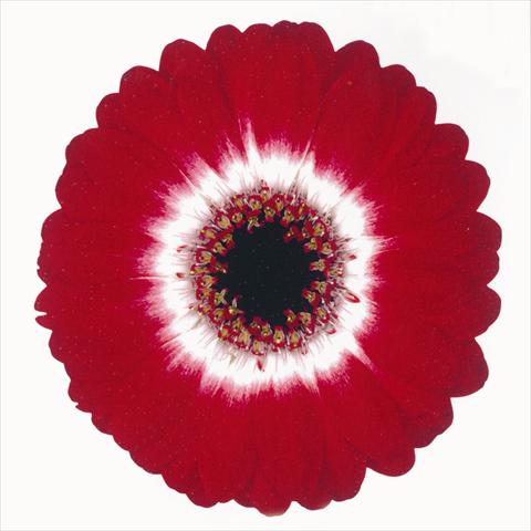Photo de variété de fleurs à utiliser comme: Fleur coupée Gerbera jamesonii Happy Hour