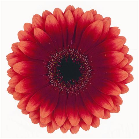 Photo de variété de fleurs à utiliser comme: Fleur coupée Gerbera jamesonii Manhattan