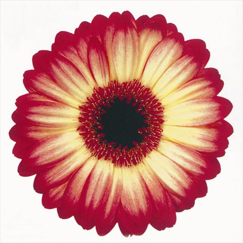 Photo de variété de fleurs à utiliser comme: Fleur coupée Gerbera jamesonii Paintball