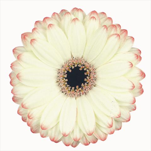 Photo de variété de fleurs à utiliser comme: Fleur coupée Gerbera jamesonii Reflex