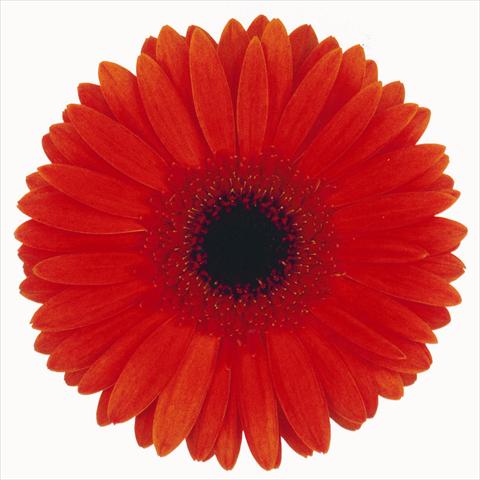 Photo de variété de fleurs à utiliser comme: Fleur coupée Gerbera jamesonii Passage
