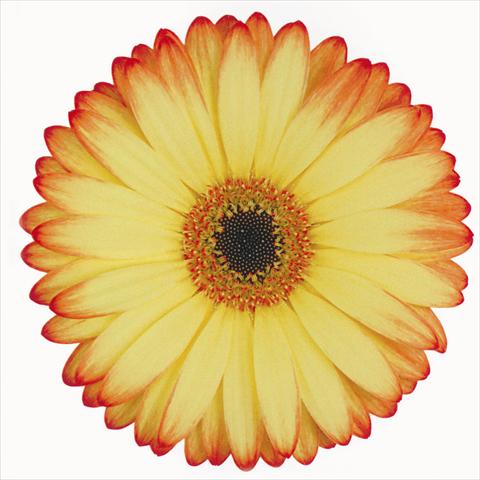 Photo de variété de fleurs à utiliser comme: Fleur coupée Gerbera jamesonii Woodstock
