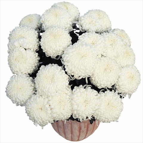 Photo de variété de fleurs à utiliser comme: Pot Chrysanthemum Komodo Blanc
