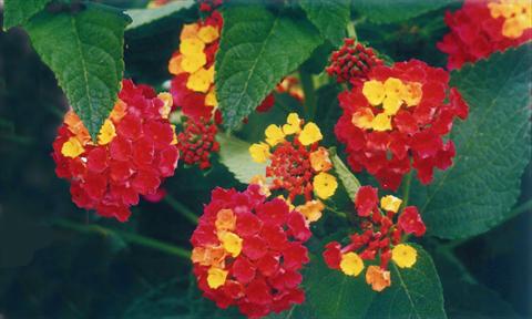 Photo de variété de fleurs à utiliser comme: Pot et Plante à massif Lantana camara Ingersheimer