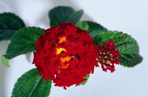 Photo de variété de fleurs à utiliser comme: Pot et Plante à massif Lantana camara Kolibri Red