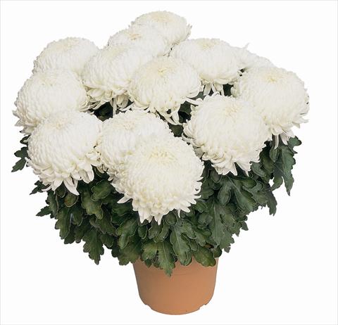photo of flower to be used as: Pot Chrysanthemum Malibu