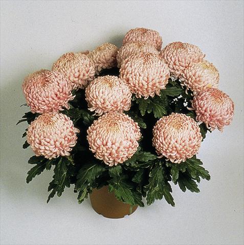 Photo de variété de fleurs à utiliser comme: Pot Chrysanthemum Movida
