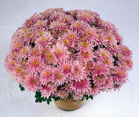 Photo de variété de fleurs à utiliser comme: Pot Chrysanthemum Obao