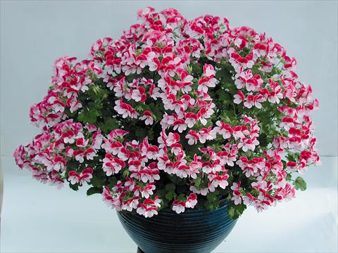 Photo de variété de fleurs à utiliser comme: Pot Pelargonium grandiflorum pac® Angeleyes® Bicolor