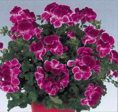Photo de variété de fleurs à utiliser comme: Pot Pelargonium grandiflorum pac® Angeleyes® Burgundy