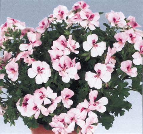 Photo de variété de fleurs à utiliser comme: Pot Pelargonium grandiflorum pac® Angeleyes® Light