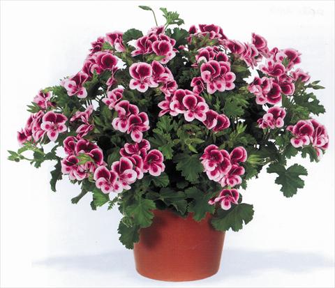 Photo de variété de fleurs à utiliser comme: Pot Pelargonium grandiflorum pac® Angeleyes® Randy