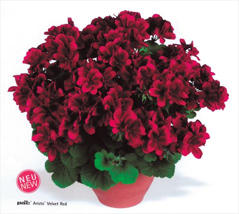 Photo de variété de fleurs à utiliser comme: Pot et Plante à massif Pelargonium grandiflorum pac® Aristo® Velvet Red