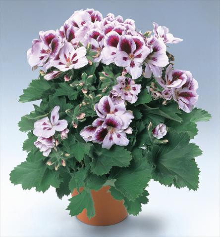 Photo de variété de fleurs à utiliser comme: Pot et Plante à massif Pelargonium grandiflorum pac® Aristo® Clara Shumann