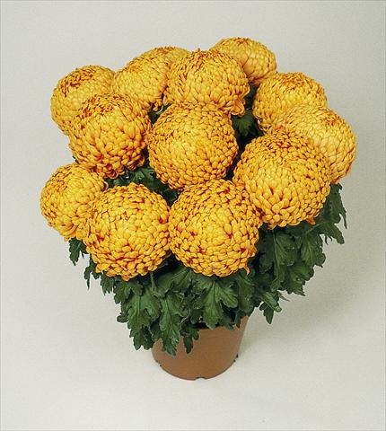 Photo de variété de fleurs à utiliser comme: Pot Chrysanthemum Polochon