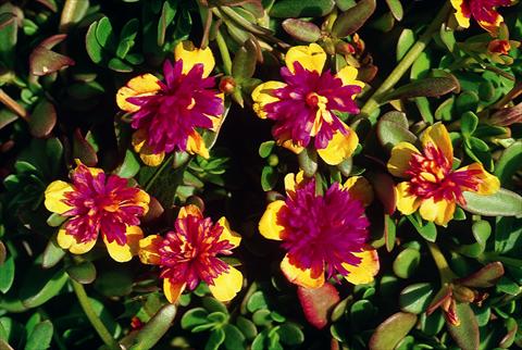 Photo de variété de fleurs à utiliser comme: Plante à massif, pot ou Suspension Portulaca Sun Bicolour