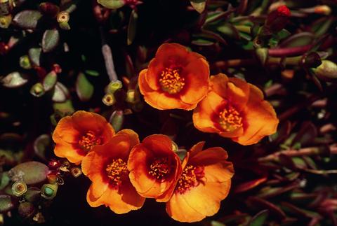 Photo de variété de fleurs à utiliser comme: Plante à massif, pot ou Suspension Portulaca Orange