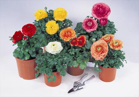 Photo de variété de fleurs à utiliser comme: Plante à massif/ plante de bordure Ranunculus asiaticus Pratolino