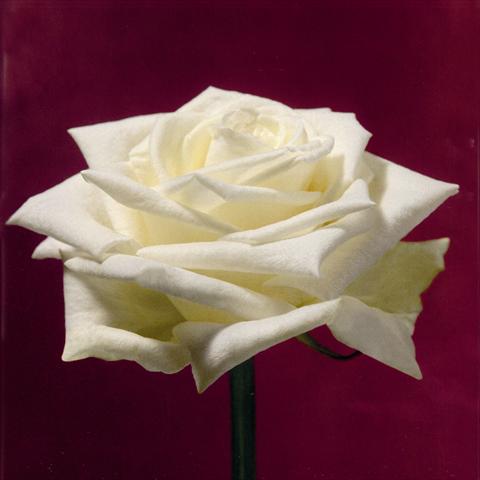 Photo de variété de fleurs à utiliser comme: Fleur coupée Rosa Tea Boeing