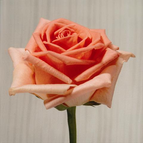 Photo de variété de fleurs à utiliser comme: Fleur coupée Rosa Tea Homerun