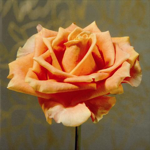 Photo de variété de fleurs à utiliser comme: Fleur coupée Rosa Tea Passoa