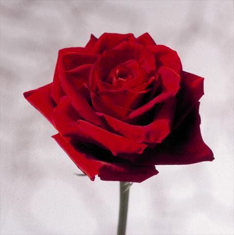 Photo de variété de fleurs à utiliser comme: Fleur coupée Rosa Tea Red Champ