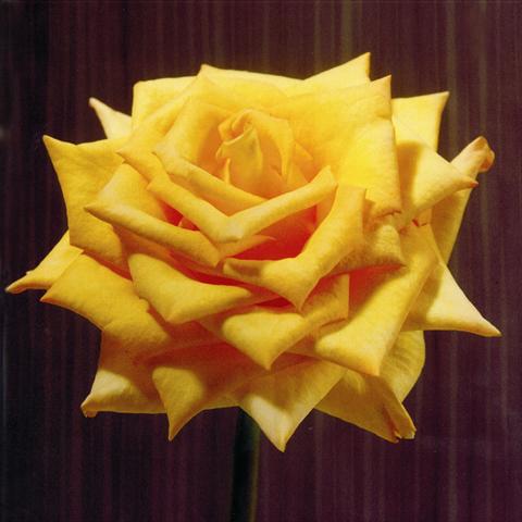 Photo de variété de fleurs à utiliser comme: Fleur coupée Rosa Tea Wisdom